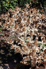 vertrockneter Elfenbein-Mannstreu (Eryngium giganteum)