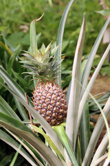 Ananas (Ananas comosus oder Ananas sativus) - Kulturform