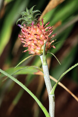 Ananas ananassoides im Botanischen Garten