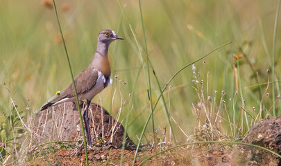 Senegal lapwing (Vanellus lugubris) is a resident African bird. They are rarely seen in the iSimangaliso wetland area.
