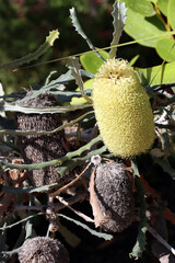 Banksie (Banksia elderiana) im Botanischen Garten - Blütenstand