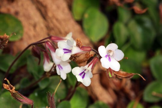 Deinostigma tamiana Syn. Chirita tamiana im Botanischen Garten