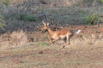 Impala running in the Kruger