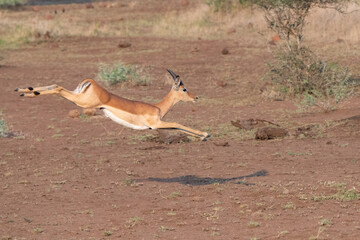 impala running in the savannah