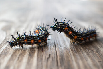 form of the Doleschallia bisaltide caterpillar