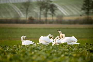 Beautiful white swans in a green field in winter