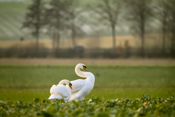 Beautiful white swans in a green field in winter © Brinja