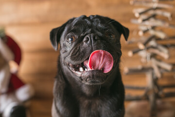 Happy Pug Dog Portrait