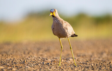 African wattled lapwing (Vanellus senegallus) Although it has seasonal movements, it is a producer...