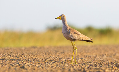 African wattled lapwing (Vanellus senegallus) Although it has seasonal movements, it is a producer that lives outside the rainforests in most of Sub-Saharan Africa.
