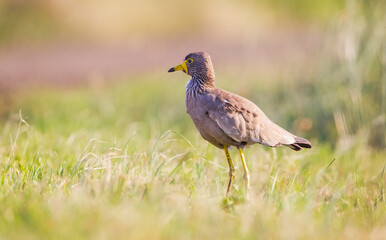 African wattled lapwing (Vanellus senegallus) Although it has seasonal movements, it is a producer that lives outside the rainforests in most of Sub-Saharan Africa.