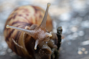 the beauty of snails in nature