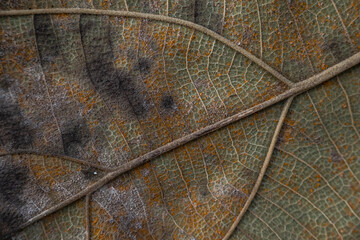 Fototapeta na wymiar the beauty of the leaf fiber texture