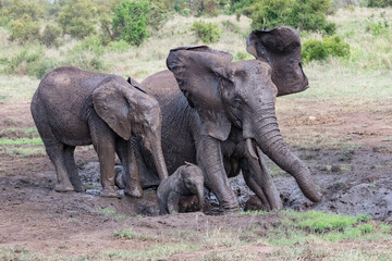 Fototapeta premium elephants in the savannah