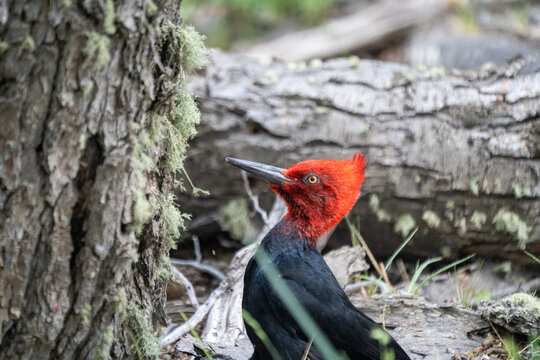 パタゴニアのキツツキ