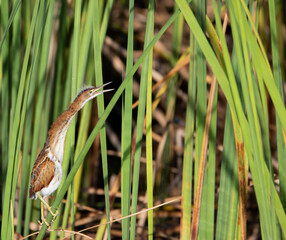 least bittern juvenile on sawgrass