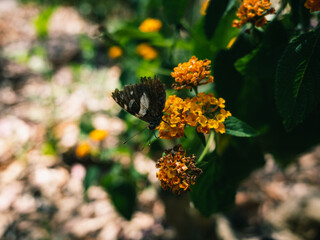 butterfly on flower