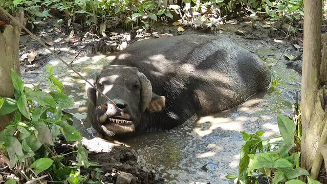 Water buffalo, laying in the mud in the Philippines.