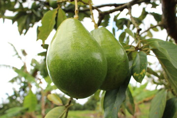 Cultivo y cosecha de aguacates en la región Orinoquía de Colombia, diversidad de árboles de aguacate, tipos de hoja del cultivo proceso de siembre y características de algunas plagas.