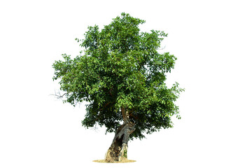 Tree on transparent picture background with clipping path, single tree with clipping path and alpha channel