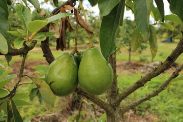 Cultivo y cosecha de aguacates en la región Orinoquía de Colombia, diversidad de árboles de aguacate, tipos de hoja del cultivo proceso de siembre y características de algunas plagas.