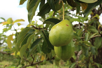 Cultivo y cosecha de aguacates en la región Orinoquía de Colombia, diversidad de árboles de aguacate, tipos de hoja del cultivo proceso de siembre y características de algunas plagas.