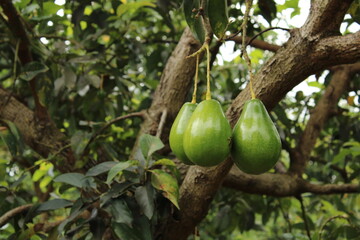 Cultivo y cosecha de aguacates en la región Orinoquía de Colombia, diversidad de árboles de aguacate, tipos de hoja del cultivo proceso de siembre y características de algunas plagas.