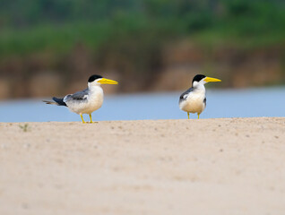 Male and Female Large-billed Terns standing on river's sandbar in Pantanal, Brazil