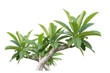 Naklejka premium Green tree of Frangipani flower. Isolated on transparent background PNG file.