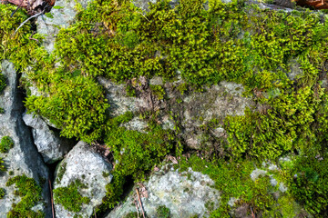 stone wall with moss 06