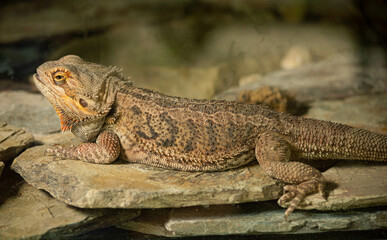 Lizard in nature