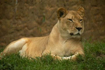 Obraz na płótnie Canvas Lions in the zoo