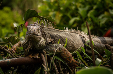 Lizard in nature