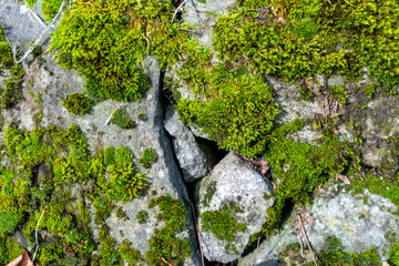 stone wall with moss 04
