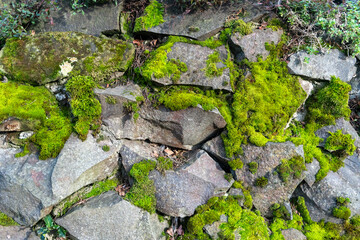 stone wall with moss 03