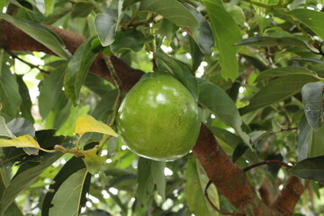 Cultivo y cosecha de aguacates en la región Orinoquía de Colombia, diversidad de árboles de aguacate, tipos de hoja del cultivo proceso de siembre y características de algunas plagas.