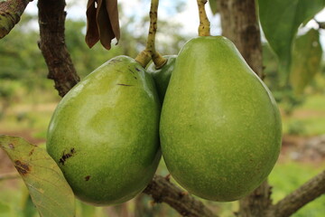 Cultivo y cosecha de aguacates en la región Orinoquía de Colombia, diversidad de árboles de aguacate, tipos de hoja del cultivo proceso de siembre y características de algunas plagas.