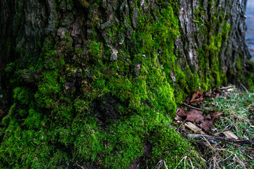 mossy tree
