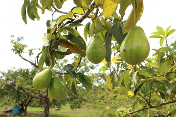 Cultivo y cosecha de aguacates en la región Orinoquía de Colombia, diversidad de árboles de aguacate, tipos de hoja del cultivo proceso de siembre y características de algunas plagas.