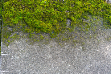 mossy sidewalk 02