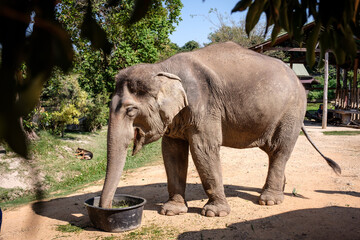 Fototapeta premium Asian Elephant in a Natural Sanctuary Habitat