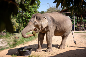 Obraz premium Asian Elephant at a Wildlife Sanctuary