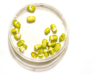 Beans Pisum sativum sprouted in petri dish on the white background