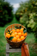 Oranges in a basket in the orange garden.