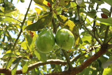 Cultivo y cosecha de aguacates en la región Orinoquía de Colombia, diversidad de árboles de aguacate, tipos de hoja del cultivo proceso de siembre y características de algunas plagas.
