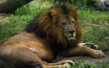 Naklejka na ściany i meble Lions in the zoo