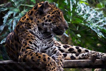 Fototapeta na wymiar Leopard in the zoo