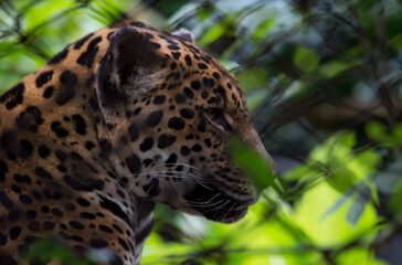 Leopard in the zoo