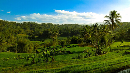 Fototapeta na wymiar Rice Terraces in Island