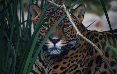 Leopard in the zoo © Julian